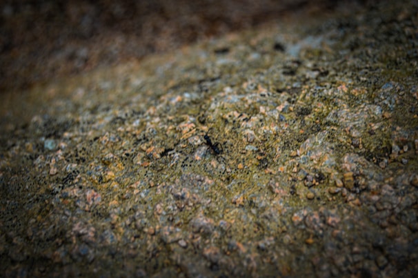A close-up view of a textured surface with a focus on a single black ant navigating the rough terrain. The background is mostly blurred, accentuating the intricate details of the ant and the rocky surface.