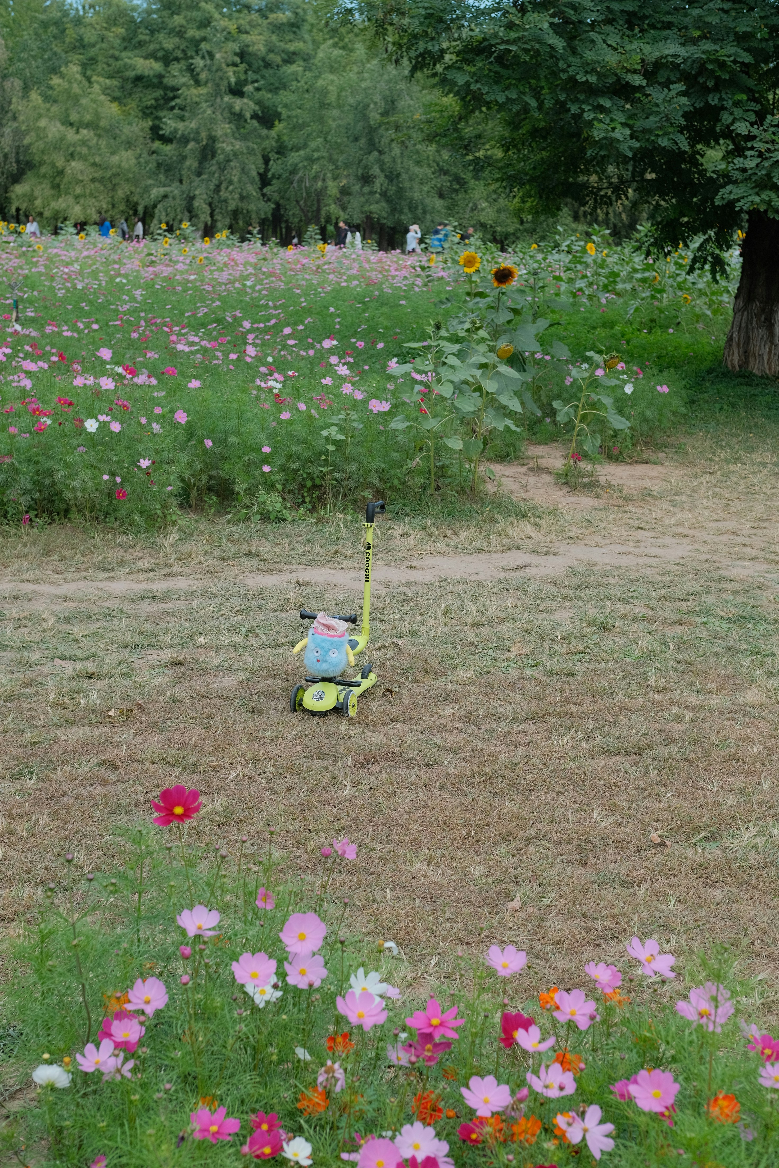 a teddy bear on a scooter in a field of flowers