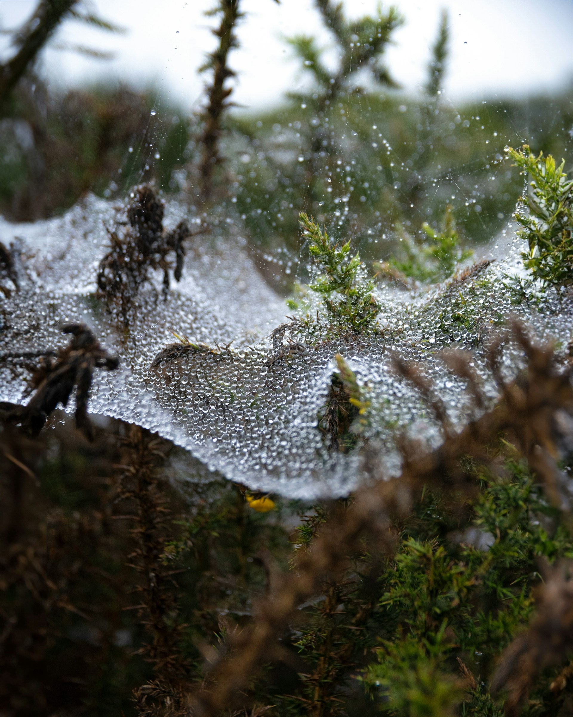 A close-up of raindrops clinging to delicate spider webs shimmering against a deep green forest background.