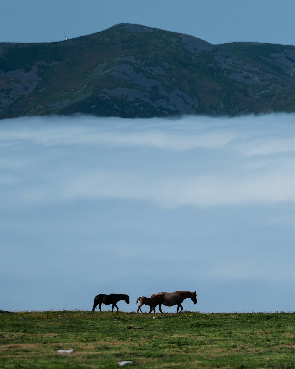 a couple of horses standing on top of a lush green field