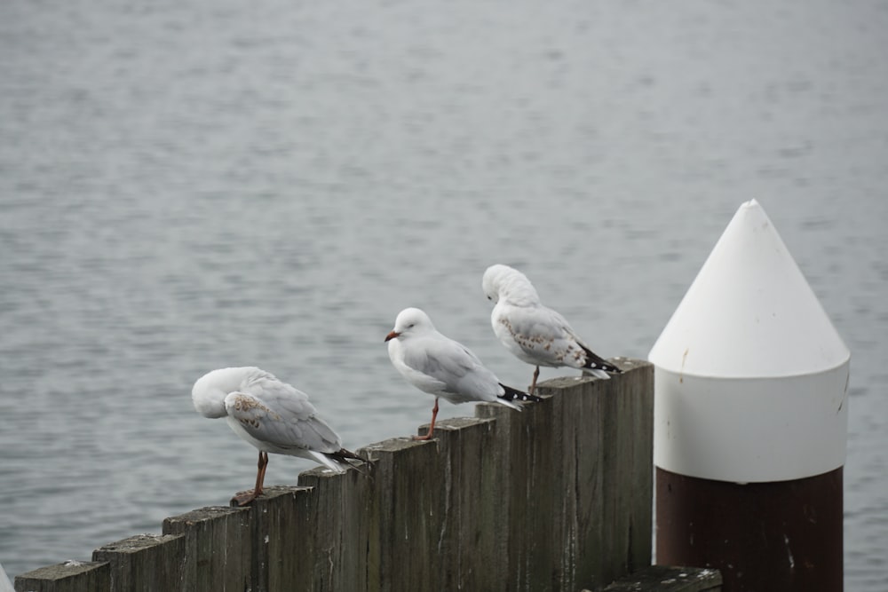 a group of seagulls sitting on top of a wooden fence