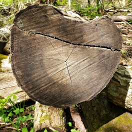 A large, cross-section of a tree trunk with distinct growth rings and a prominent crack running through it is positioned among logs and fallen branches. The background shows a forest floor with green vegetation, moss, and scattered tree debris, indicating a woodland environment.