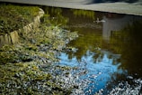 A flooded street with water covering the ground, reflecting the surrounding area. Grass and debris are visible on the side along the curb, with the water reflecting the blue sky and some greenery.
