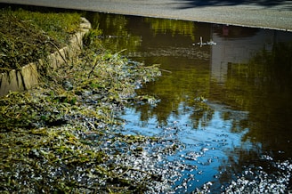 A flooded street with water covering the ground, reflecting the surrounding area. Grass and debris are visible on the side along the curb, with the water reflecting the blue sky and some greenery.