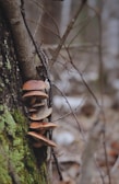 Several brown mushrooms are growing vertically along the trunk of a tree. The tree bark is covered in patches of green moss. In the background, there are blurred branches and a forest setting.