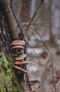 Several brown mushrooms are growing vertically along the trunk of a tree. The tree bark is covered in patches of green moss. In the background, there are blurred branches and a forest setting.
