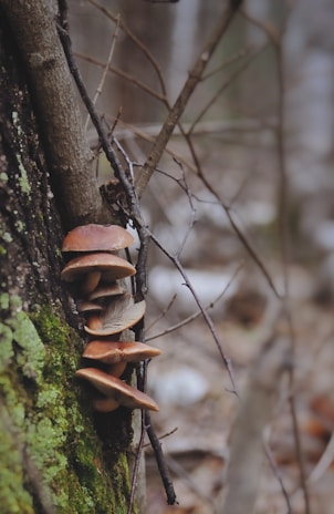 Several brown mushrooms are growing vertically along the trunk of a tree. The tree bark is covered in patches of green moss. In the background, there are blurred branches and a forest setting.
