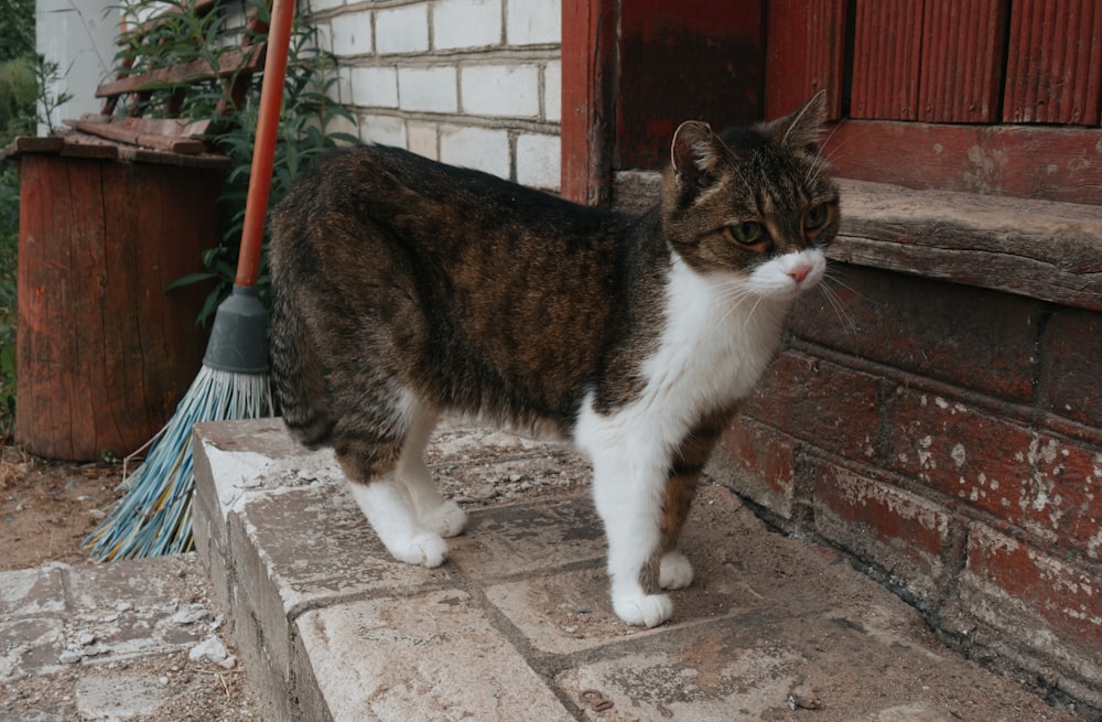 a brown and white cat standing on a brick step