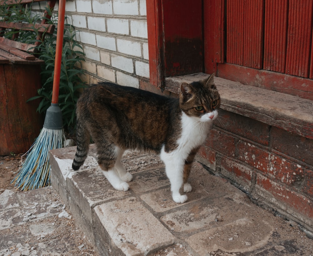 a cat standing on a brick step next to a broom