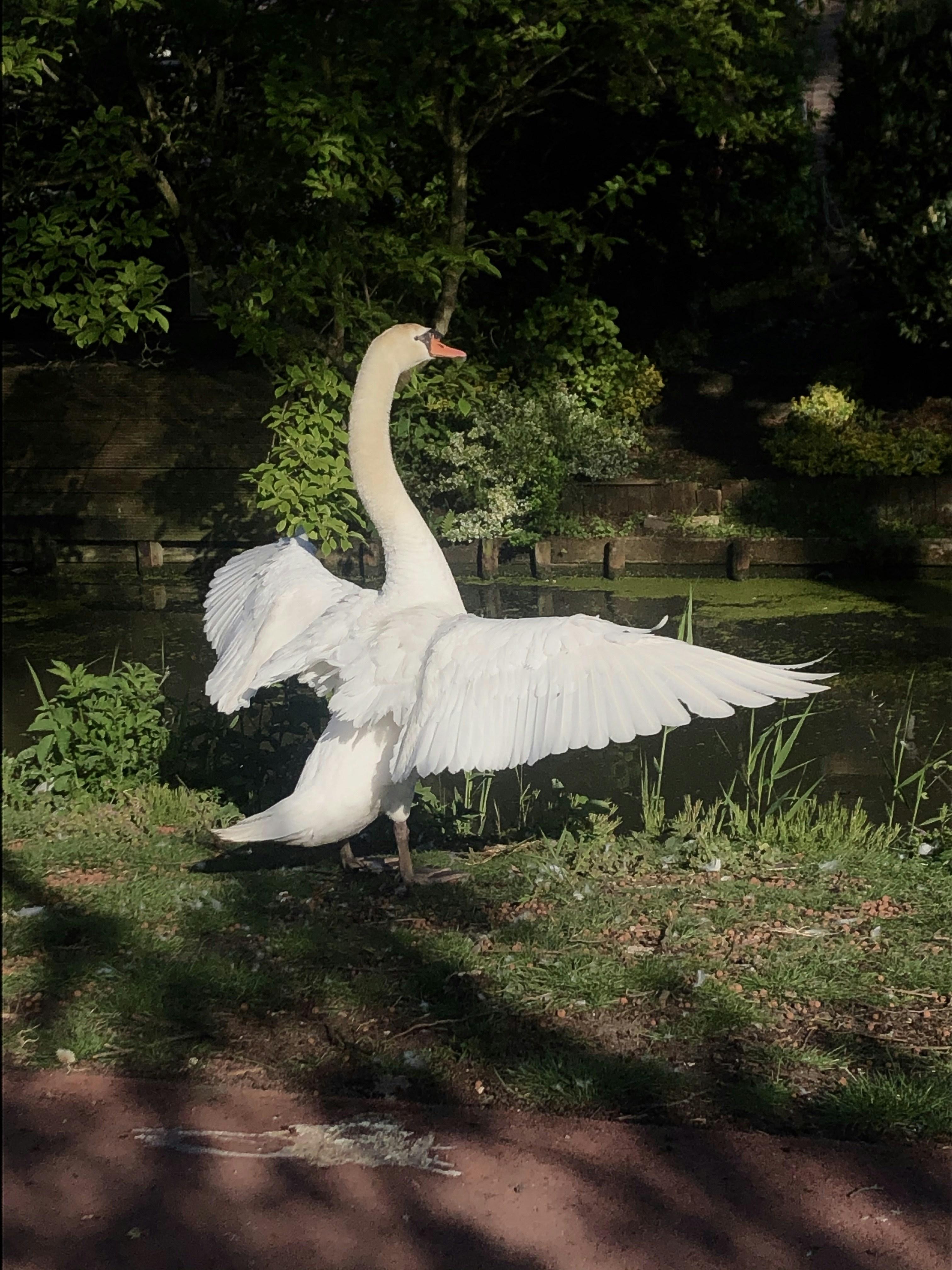 a large white bird standing on top of a lush green field