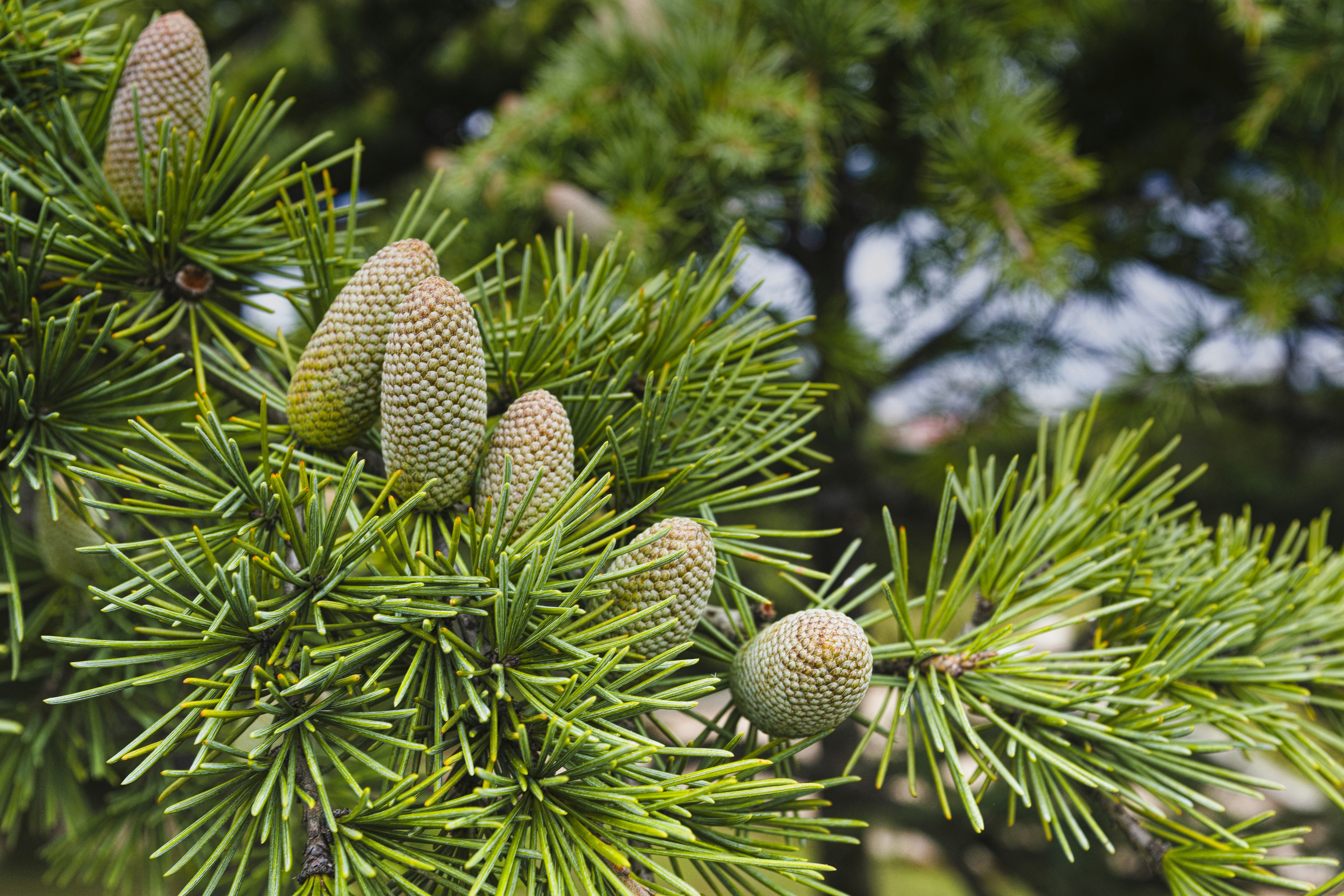 a close up of a pine tree with cones