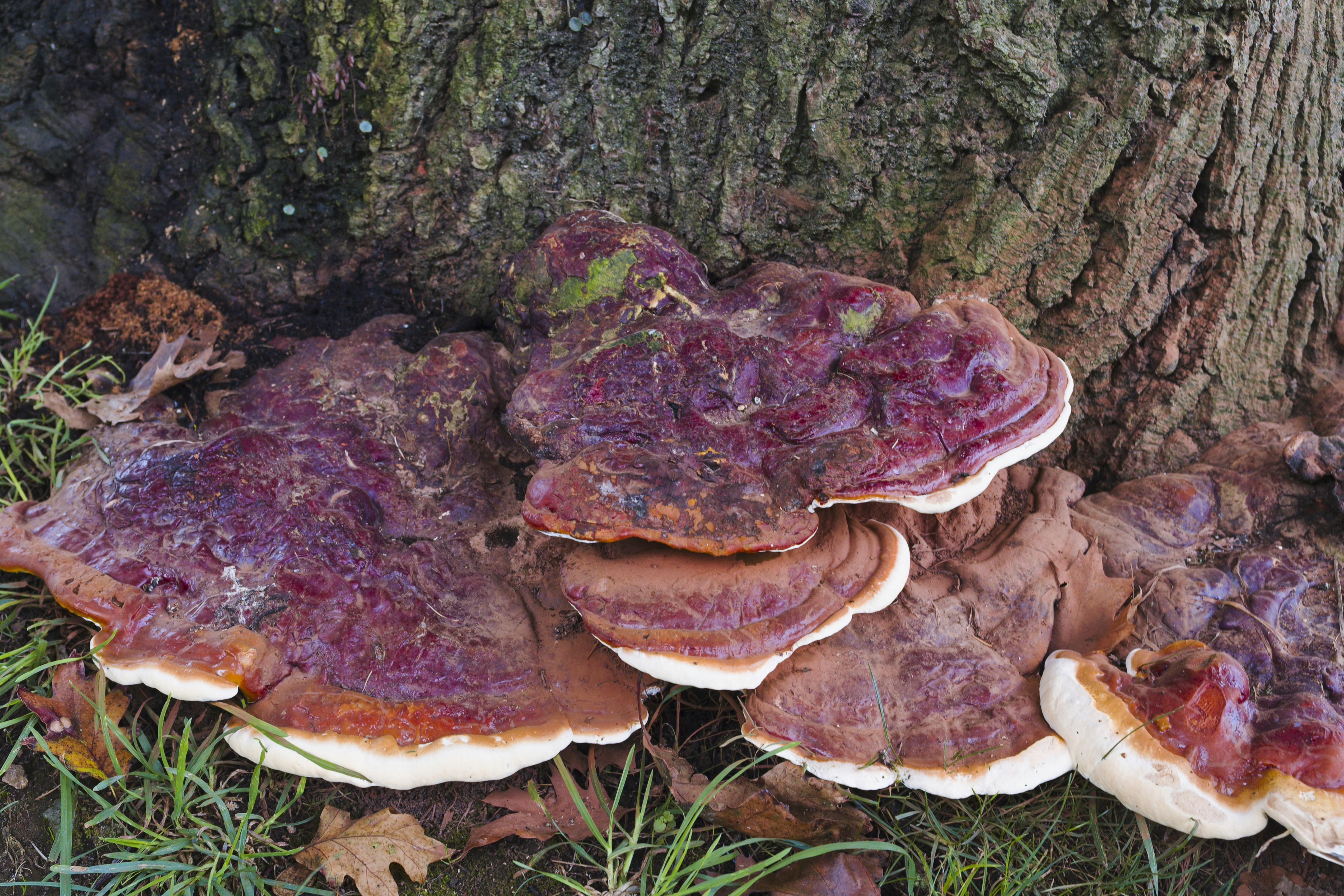 Report highlights public awareness of invasive fungal diseases for treatment accuracy
