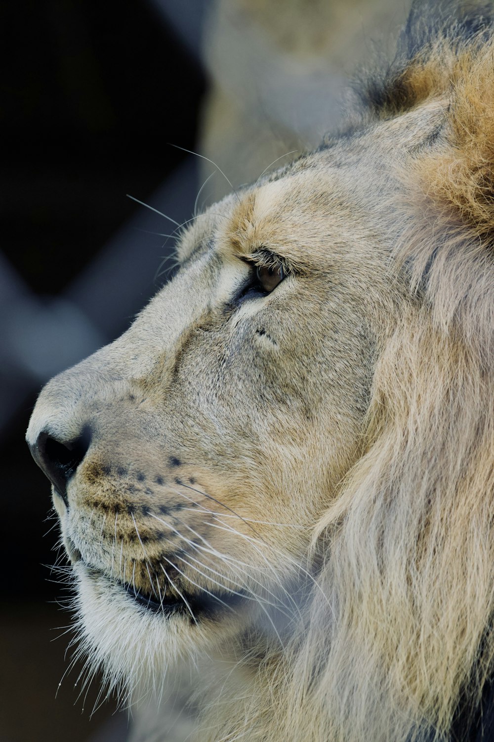 a close up of a lion's face with a chain link fence in the