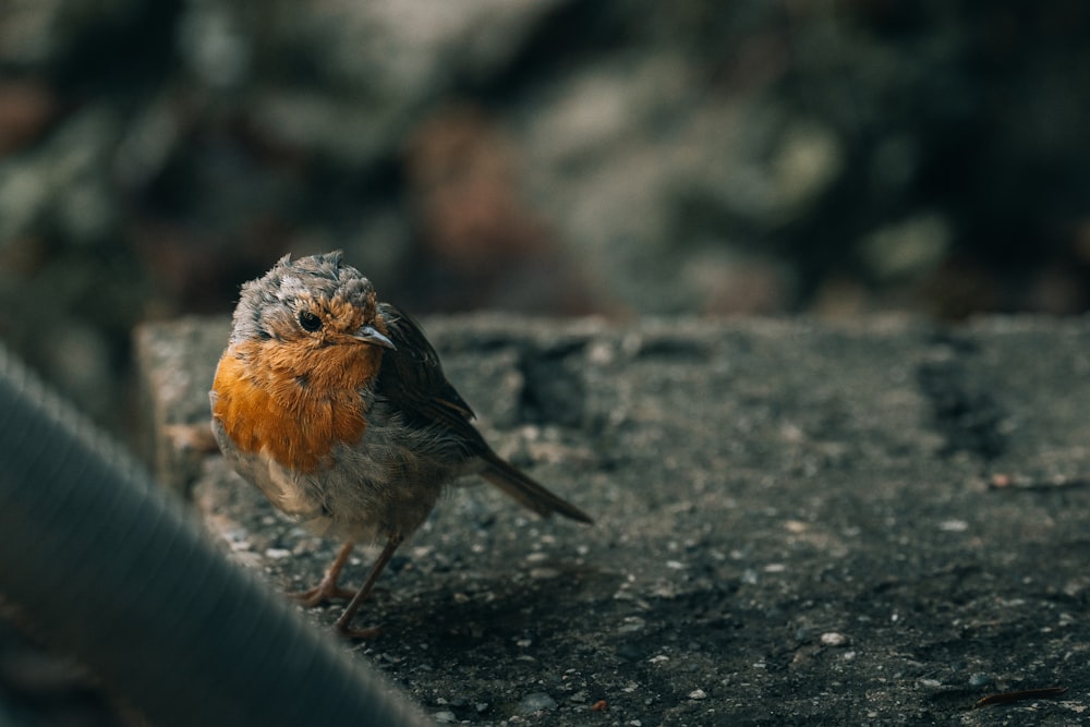 a small bird sitting on top of a cement slab