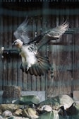 A large bird with black and white plumage is captured mid-flight. Its wings are outstretched, displaying significant detail in the feathers. The bird has a distinctive facial marking and is surrounded by a natural setting, with rocks and a wooden structure in the background.