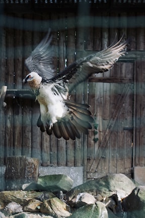 A large bird with black and white plumage is captured mid-flight. Its wings are outstretched, displaying significant detail in the feathers. The bird has a distinctive facial marking and is surrounded by a natural setting, with rocks and a wooden structure in the background.