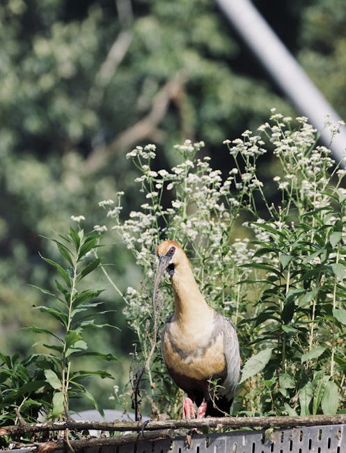 A bird with a long, curved beak stands among lush green foliage and small white flowers. It has a light brown body with wings displaying darker shades of gray and brown. Its head features a reddish-brown hue. The background is blurred, highlighting the bird and the surrounding plants.