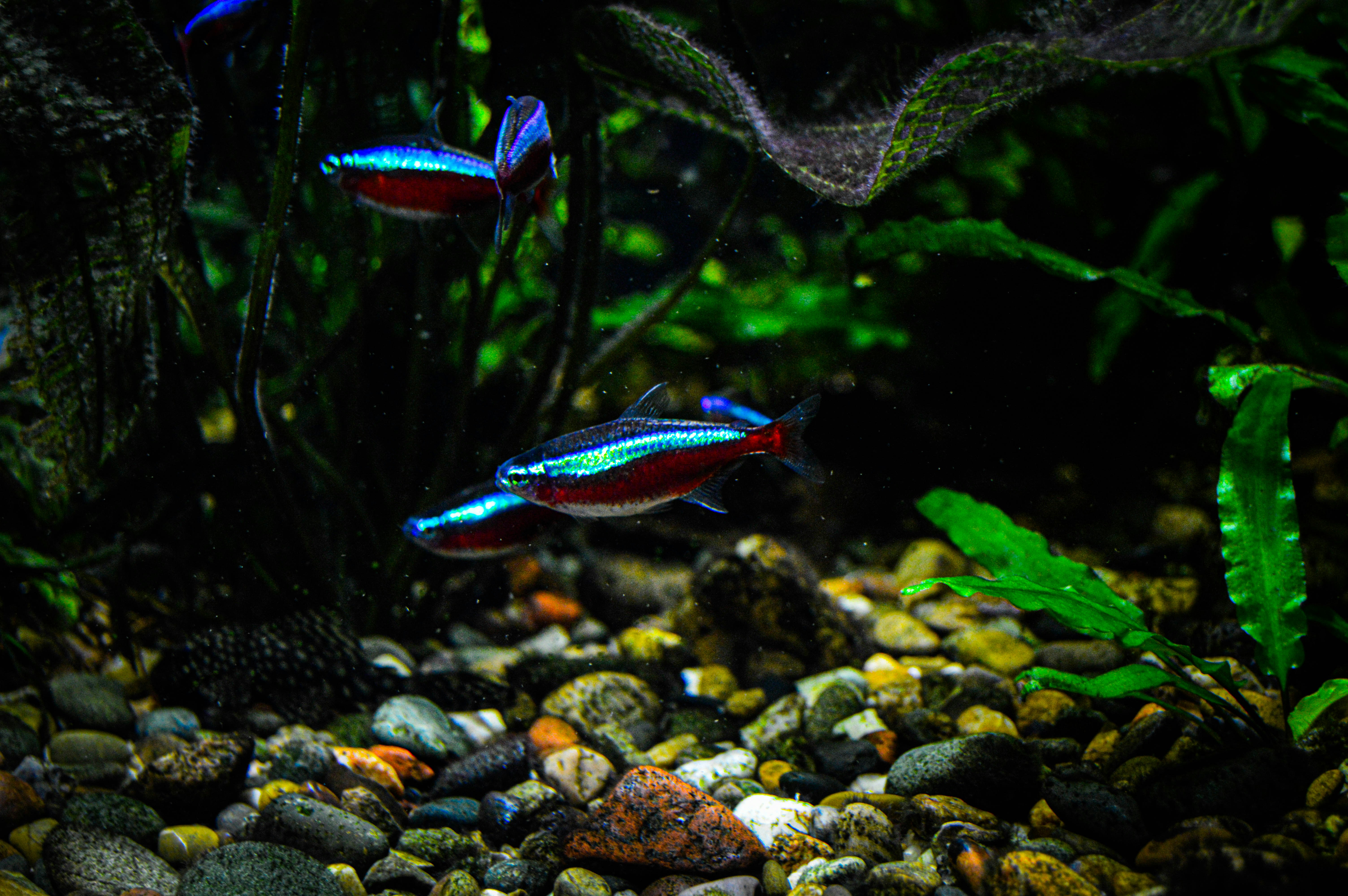 Aquarium Accessories and Live Fish