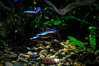 Several brightly colored fish swim among the lush green plants in a freshwater aquarium. The fish display vivid blue and red hues, and the aquarium is decorated with an array of smooth, multicolored pebbles on the bottom.