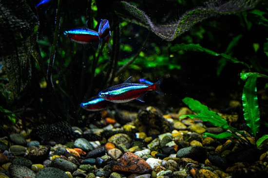 Several brightly colored fish swim among the lush green plants in a freshwater aquarium. The fish display vivid blue and red hues, and the aquarium is decorated with an array of smooth, multicolored pebbles on the bottom.