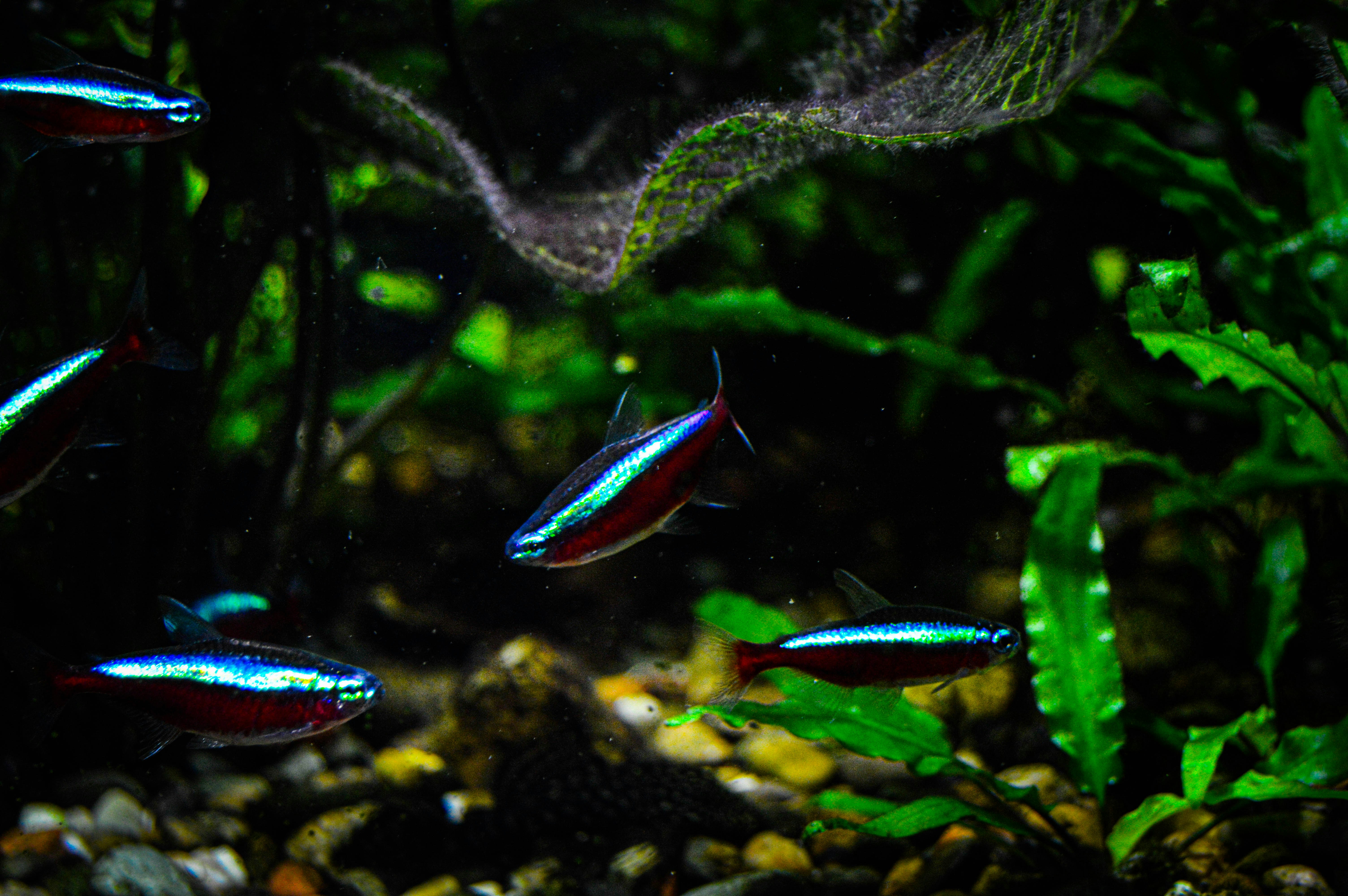 Vibrant Neon Tetra