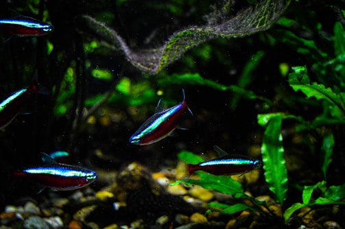 A school of neon tetras darting through a lush freshwater aquarium.