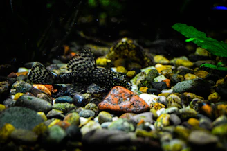 Close-up of a plecostomus clinging to a smooth rock in a clear freshwater tank.