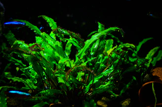 A peaceful aquarium scene with vibrant fish swimming among lush green aquatic plants under soft blue lighting