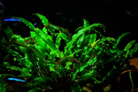 A vibrant underwater scene with bright green aquatic plants illuminated against a dark background. Small neon blue fish swim around the greenery, adding contrast to the vivid leaves. The scene is peaceful and natural, giving an impression of a well-maintained aquarium environment.