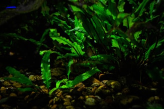 Lush green aquatic plants thrive among scattered small, smooth stones, creating a vibrant underwater scene. The lighting highlights the vividness of the leaves, casting shadows and adding depth to the image.