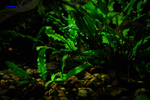 Lush green aquatic plants thrive among scattered small, smooth stones, creating a vibrant underwater scene. The lighting highlights the vividness of the leaves, casting shadows and adding depth to the image.