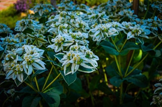 Clusters of green and white variegated flowers with pointed leaves. The flowers have a distinct, layered appearance with small buds in the center, surrounded by lush foliage in a garden setting.