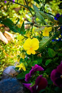 Sunset Bloom Pressing