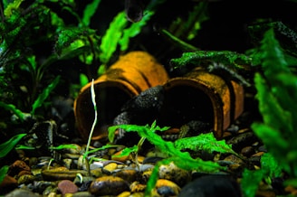 A lush underwater scene featuring two brown terracotta pots partially submerged among vibrant green aquatic plants and pebbles.