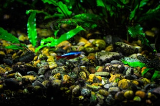An underwater scene in an aquarium featuring a single small fish with bright blue and red colors swimming among a bed of variously colored pebbles. Green aquatic plants with broad leaves fill the background, creating a lush and vibrant environment. Light filters through the water, highlighting different textures and colors, creating a natural and serene setting.