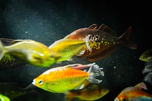 Hojuelas para peces tropicales