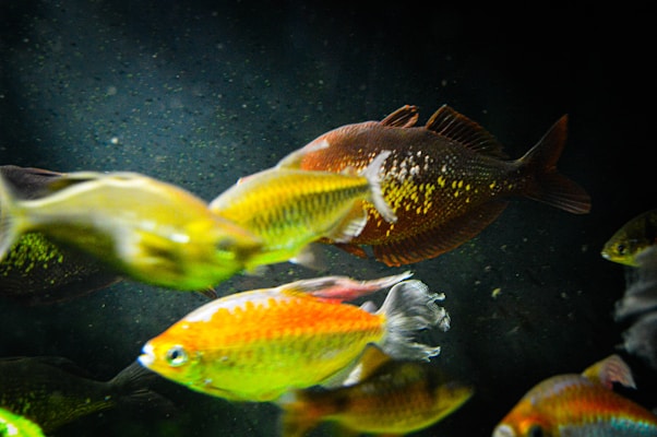Several brightly colored fish, primarily in yellow, orange, and red hues, swim in an aquarium against a dark background with faint particles floating in the water. The fish have reflective scales that shimmer under the lighting.