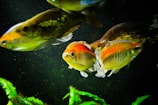 Several colorful fish swim in an aquarium with a dark background. The fish exhibit vibrant hues of orange, yellow, and green, with some having striped patterns. Green aquatic plants are visible at the bottom, adding to the lively underwater scene.