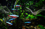 A school of small neon tetras darting through green aquatic plants.