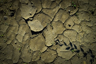 Cracked, dry earth with a pattern of irregular, fragmented pieces. Small patches of green vegetation emerge from some of the cracks.