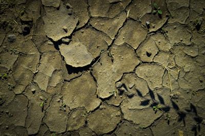 Cracked, dry earth with a pattern of irregular, fragmented pieces. Small patches of green vegetation emerge from some of the cracks.