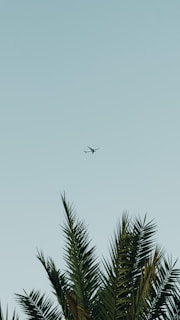 An airplane is flying in the sky above the top of palm trees. The sky is clear and light blue, suggesting a calm and sunny day. The palm leaves are dark green and slightly windblown, adding to a tropical feel.