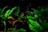 In an aquarium setting, vibrant green aquatic plants surround several clay pots and a few fish swim nearby. The lighting is low, creating a serene and natural underwater environment.