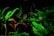 In an aquarium setting, vibrant green aquatic plants surround several clay pots and a few fish swim nearby. The lighting is low, creating a serene and natural underwater environment.