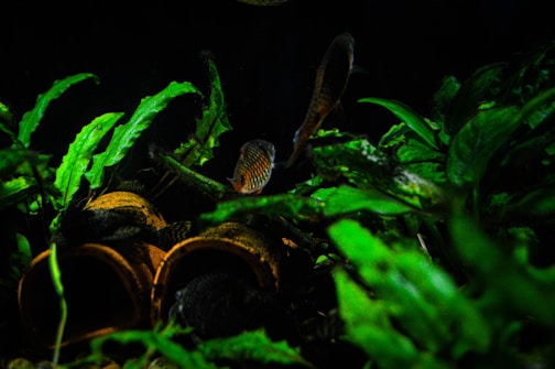 In an aquarium setting, vibrant green aquatic plants surround several clay pots and a few fish swim nearby. The lighting is low, creating a serene and natural underwater environment.