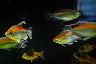 Several colorful fish swimming together in a dark aquatic environment. The fish exhibit vibrant shades of orange, yellow, and green with glistening scales visible under subtle lighting. They appear to be in motion, captured mid-swim.