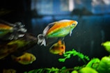 Several colorful fish swim in an aquarium, with lush green aquatic plants visible at the bottom. The fish display a mix of orange, yellow, and iridescent scales, creating a contrast against the dark, out-of-focus background.