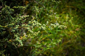 A detailed close-up of native Colorado plants demonstrating site intelligence principles.