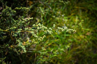 A detailed close-up of native Colorado plants demonstrating site intelligence principles.