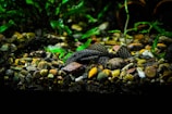 An aquarium scene with a rocky substrate scattered with various sizes and colors of pebbles, where a spotted fish rests, partially camouflaged. Lush green aquatic plants create a dense backdrop, providing a natural habitat feel.